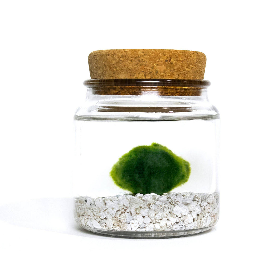 Moss Amigos - Classic Moss Amigo