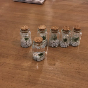 Moss Amigos - Classic Moss Amigo